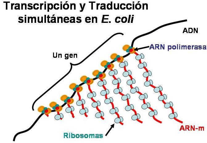 Transcripción en procariotas La transcripción finaliza cuando la ARN polimerasa llega a una