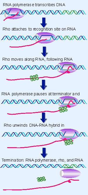 El ARNm producido se utiliza directamente para la síntesis de proteínas.