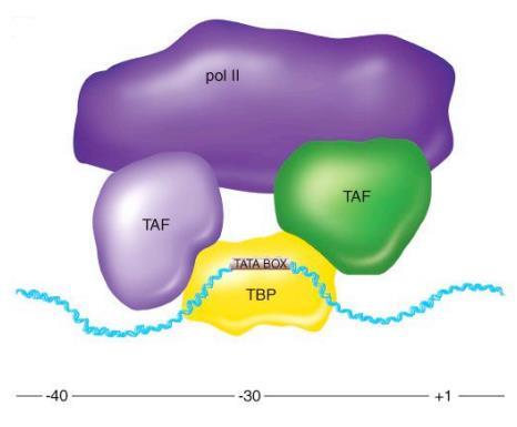 Transcripción en eucariotas Es más complejo el proceso e intervienen diversos factores proteicos.