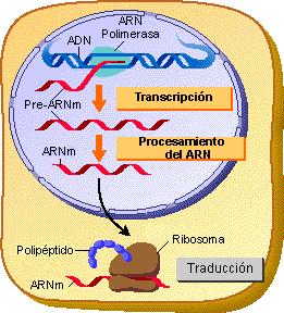 Transcripción en eucariotas La transcripción es la primera fase de la expresión génica, durante la cual se transfiere la información del ADN al lenguaje del ARN.