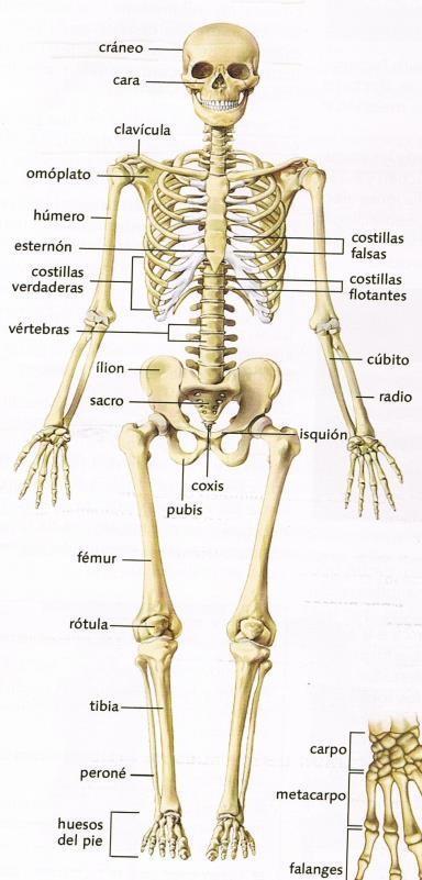 EL ESQUELETO El esqueleto es un armazón que tenemos en el interior de nuestro cuerpo. Está formado por todos los huesos y las articulaciones.
