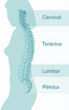 Movilización del paciente con movilidad reducida Ligamento intertransverso que une entre si las apófisis transversas de las vértebras. Los ligamentos propios de cada región.