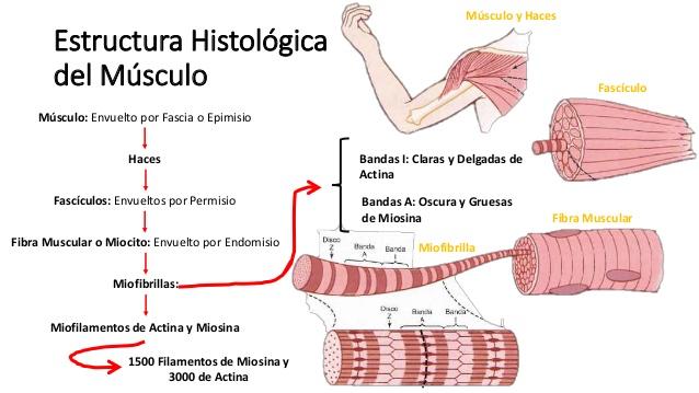 LA FIBRA MUSCULAR. La fibra muscular es la unidad estructural del tejido muscular, son células polinucleadas que tienen forma de huso.