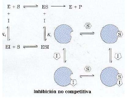 o Los inhibidores no competitivos se enlazan a un sitio distinto del sitio activo, de manera que el inhibidor se