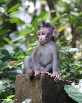 La atracción principal son los monos que viven en los árboles y el templo, Pura Bukit Sari. AVISO.