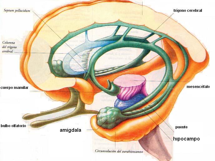 Hipocampo Estructura importante para la formación n de la memoria a largo plazo. Tiene el tamaño o del pulgar de niño.