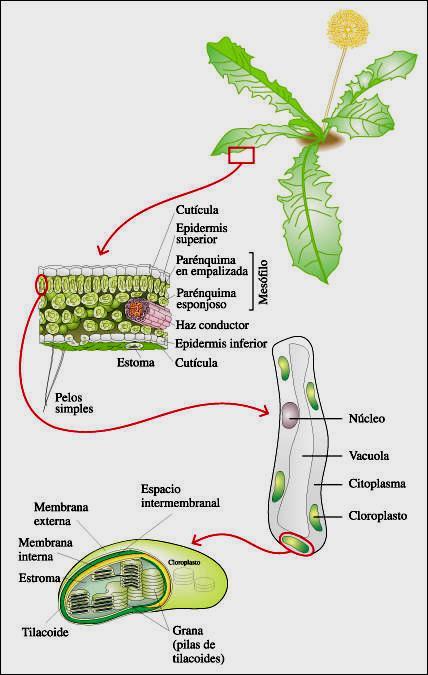 La energía lumínica es capturada por el mundo vivo por medio de pigmentos. La fotosíntesis en los eucariotas ocurre dentro de organelas llamadas cloroplastos, que están rodeados por dos membranas.