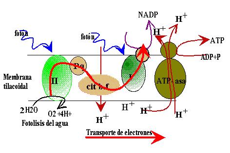 La luz es recibida en el FSII por la clorofila P680 que se oxida al liberar un electrón que asciende a un nivel superior de energía; ese electrón es recogido por una sustancia aceptora de electrones