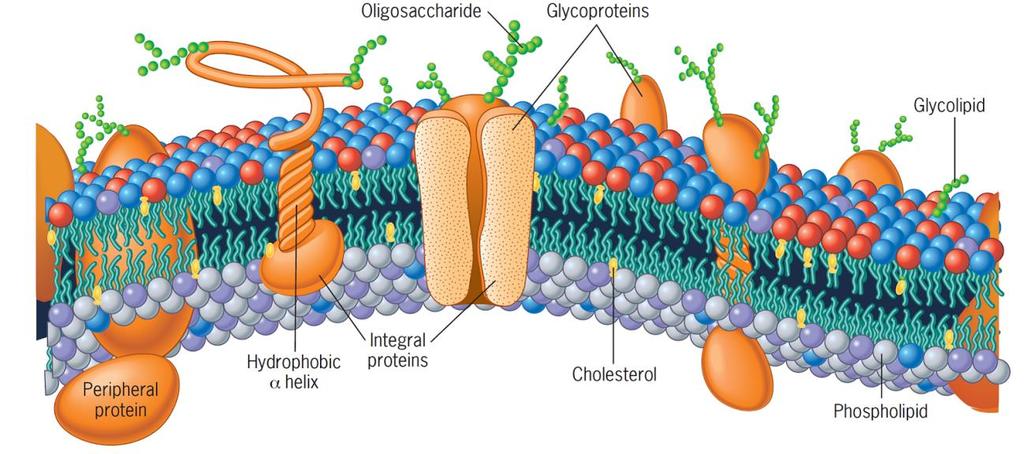 LA CÉLULA EUCARIOTA Características de la membrana: Formada por una doble capa de lípidos y proteínas.