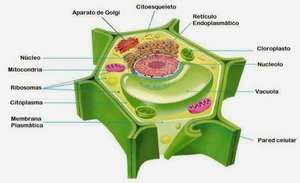 LA CÉLULA EUCARIOTA La pared celular: Formada por celulosa.