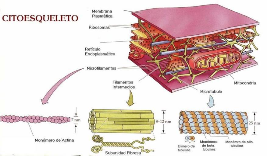 LA CÉLULA EUCARIOTA Características del citoplasma: Es un líquido viscoso en el que se encuentran los orgánulos celulares y multitud de biomoléculas: proteínas, azúcares, ARN En su interior hay