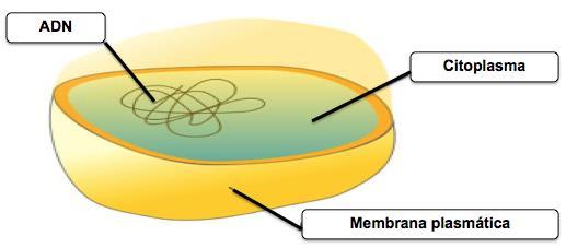 LA CÉLULA Estructura básica: - Membrana: delimita a la célula con su entorno. Controla el intercambio de sustancias.