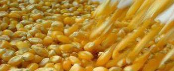 PRODUCTO Manual de Manejo Técnico del Maíz Amarillo Duro Uso de semilla certificadas utilizada por el 100% de productores. El Manejo Integrado de Plagas y Enfermedades.