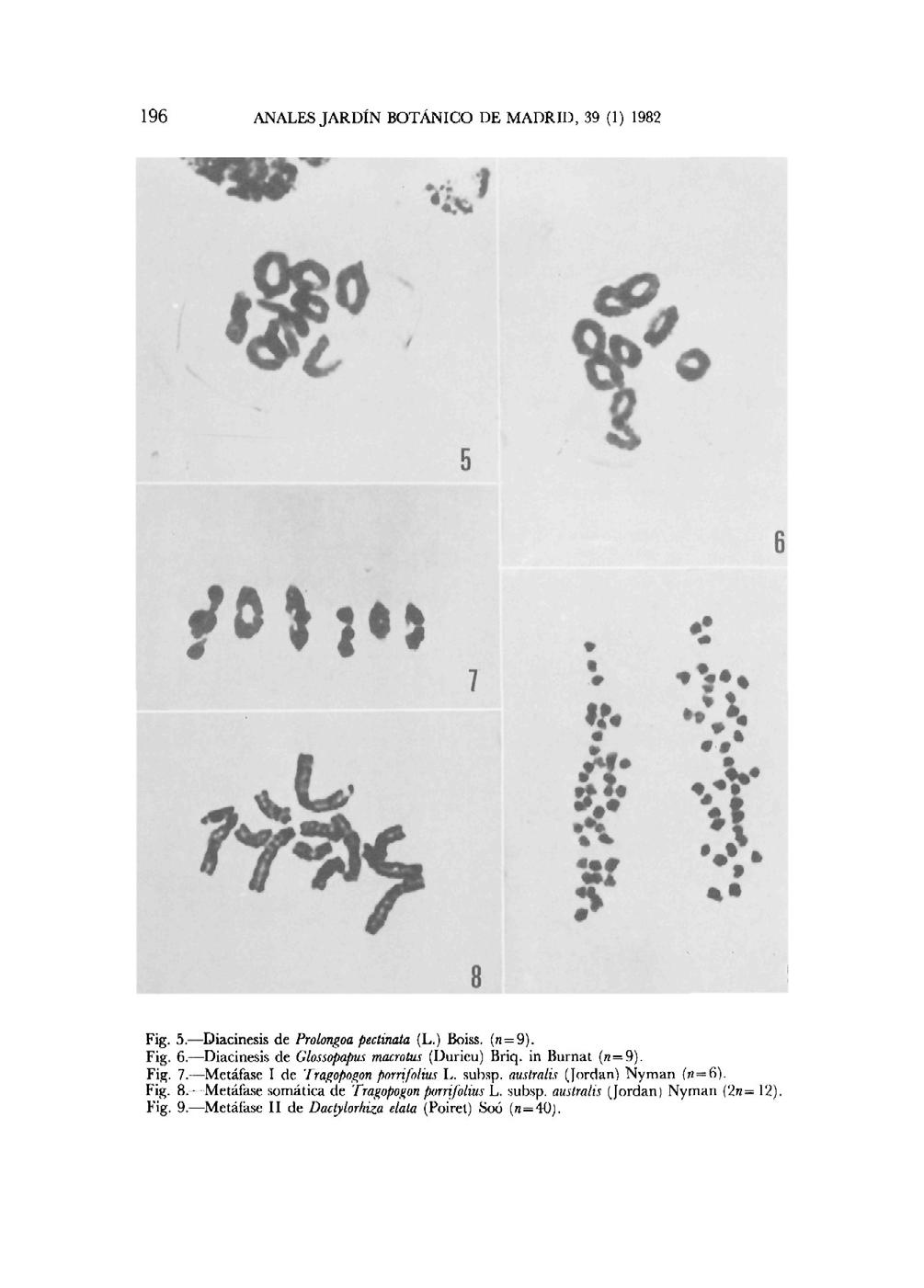 196 ANALES JARDÍN BOTÁNICO DE MADRID, 39 (1) 1982 Fig. 5. Diacinesis de Prolongoa pectinata (L.) Boiss. (n = 9). Fig. 6. Diacinesis de Glossopapus macrotus (Durieu) Briq, in Burnat (n = 9). Fig. 7.