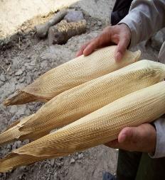 46 Introducción En México, se siembran 8.2 millones de hectáreas con maíz, con una producción de 22 millones de toneladas de grano, y un consumo per cápita aparente de 209.8 kg.