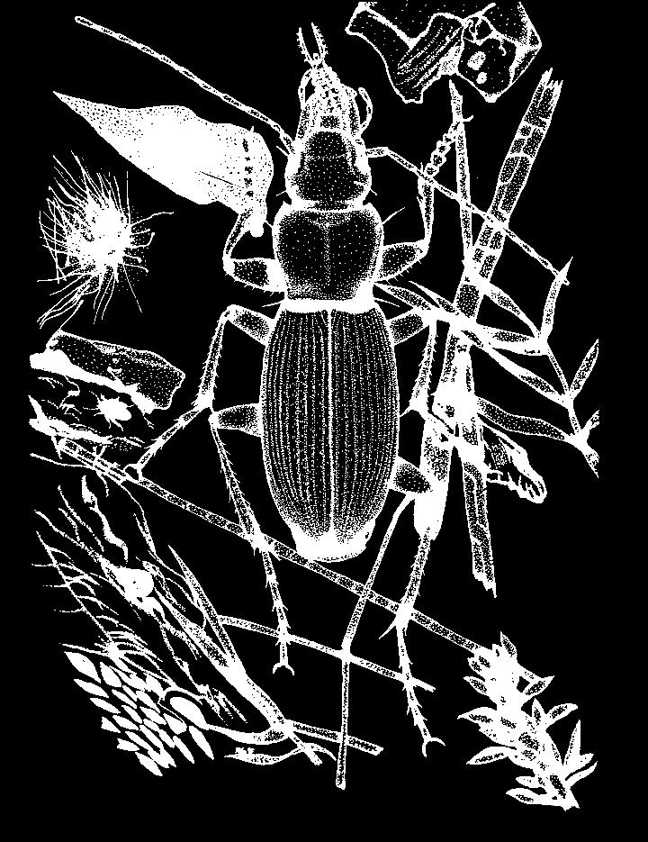 Clase: Insecta Orden: Coleoptera Familia: Carabidae Género: