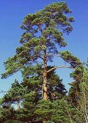 ECOLOGÍA El árbol más común alrededor de