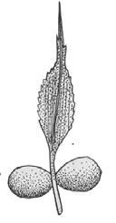 o palmeras (Ej. Microcycas colocoma, de Cuba, hasta 18 m. alt.).
