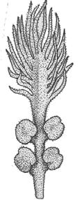 nitrógeno (Anabaena cicadea).