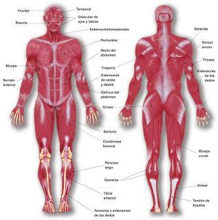Esquema de los músculos estriados Los movimientos voluntarios de nuestro cuerpo y sus extremidades funcionan con la sincronía de los músculos y los huesos.