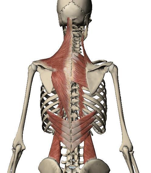 Músculos superficiales de la espalda Con ayuda de colores pinte e indique los nombres de los