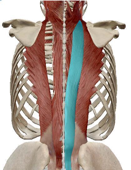 Músculos de los canales vertebrales Con ayuda de colores pinte e indique la ubicación y los