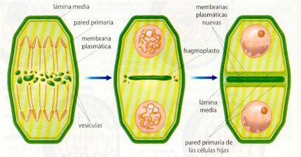 - Células animales: - Estrangulamiento citoplasma por formación anillos contráctil interno de fibras de actina y miosina.