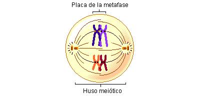 METAFASE I 4. MEIOSIS Bivalente se sitúan en placa ecuatorial.