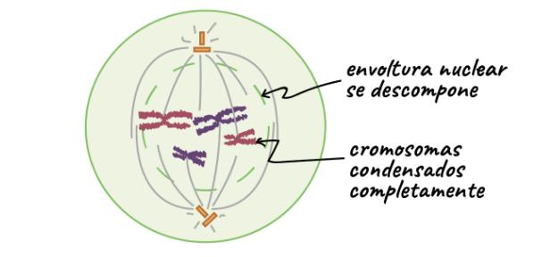 PROFASE Condensación cromatina > cromosomas visibles (2 cromátidas hermanas unidas por centrómeros).