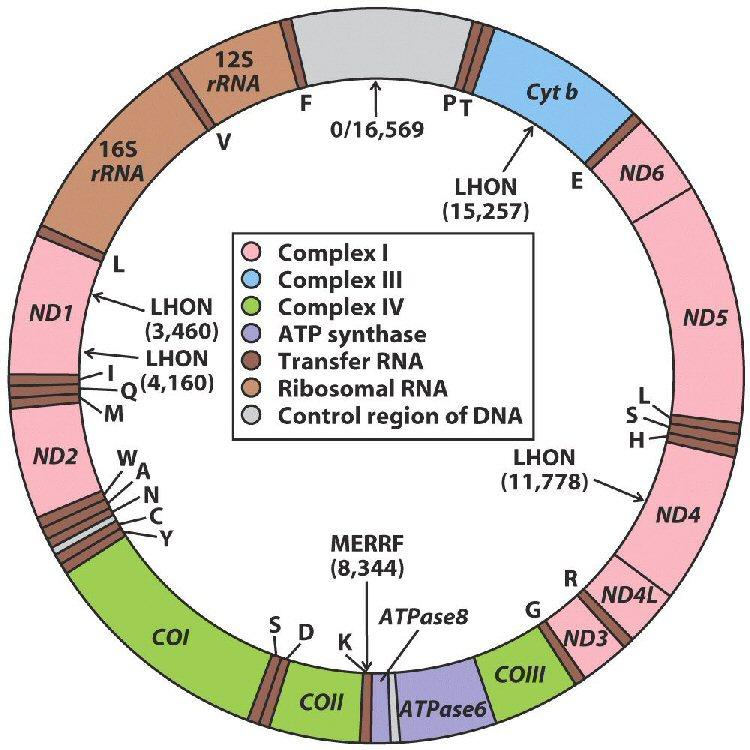 DNA mitocondrial Enfermedades asociadas: LHON: Lieber s Hereditary Optic Neuropathy MERRF: Myoclonic Epilepsy Raged Red