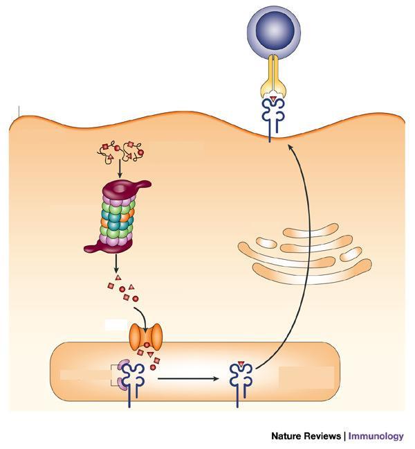 Vía endógena de procesamiento antigénico Célula T CD8+ Superficie celular TCR CMH clase I