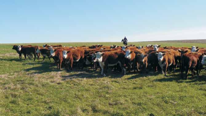 La faena de vacas gordas pasó del 35 al 50% del total de faena, mientras que el número de vacas de invernar se redujo del 8 al 2% dentro del stock nacional. Se reduce la edad de faena.