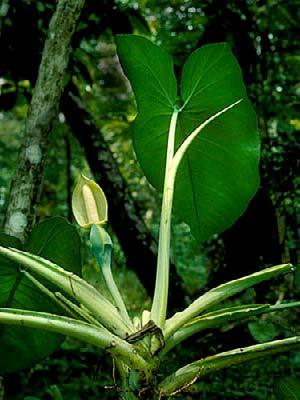 pentaphyllum 9 Anthurium