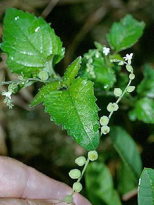 Solanum aturense SOLANACEAE