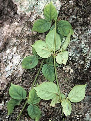 44 Begonia glabra