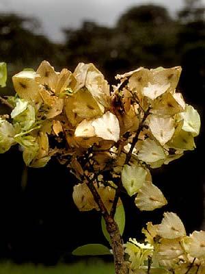Neomarica variegata IRIDACEAE