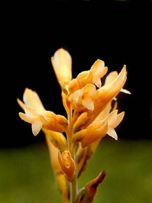 nocturnum 162 Epidendrum