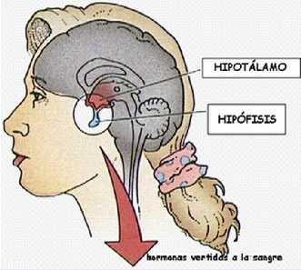 Eje Hipotálamo-Hipófisis El sistema endocrino esta constituido por una serie de glándulas que en su gran mayoría están coordinadas por el hipotálamo y el eje hipotálamo hipófisis.