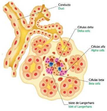 Páncreas Las células endocrinas del páncreas se hallan dispuestas en agrupaciones denominadas islotes de Langerhans.
