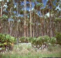 Australia Eucalyptus grandis