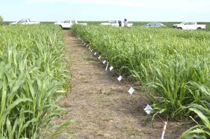 000 pl ha -1 Nº de cultivares 28 Localidad Tratamiento semillas Siembra Época de siembra La Estanzuela 175 g i.a Tiametoxam + (6,25 g i.a Fludioxonil + 56,25 g i.a Metalaxil-M + 37,5 g i.