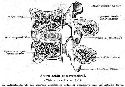 ARTICULACIONES SEMIMÓVILES O ANFIARTROSIS Anfiartosis típica: superficies articulares cubiertas de cartílago hialino y unido por fibrocartílago óseo. Ej: cuerpos vertebrales.