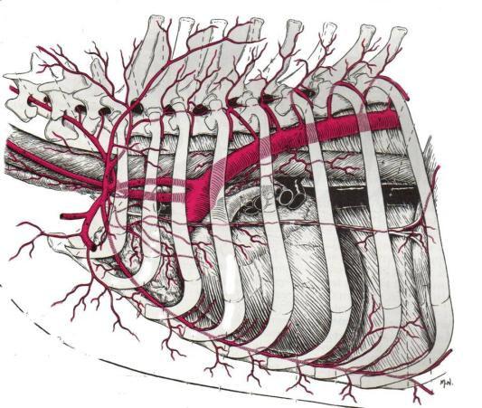 Aorta La aorta descendente origina: - Arterias broncoesofáficas: Irrigación nutricia de los pulmones y esófago.