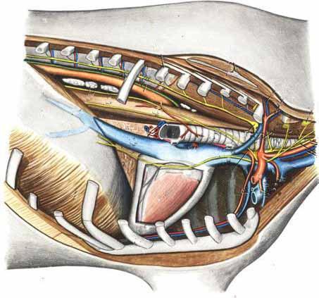 Tórax derecho Bovino Ramo dorsal y ventral del N. Vago V. Costocervical V. Cava caudal V. Yugular interna N.