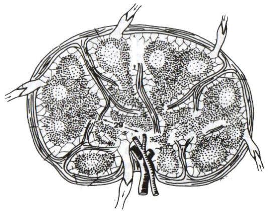 Drenaje linfático de tórax Cada linfonodo recibe vasos aferentes desde los tejidos u otros linfonodos,