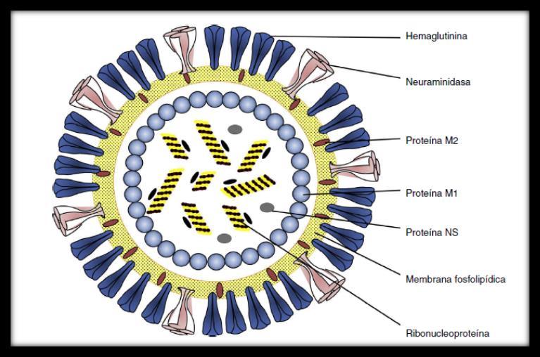 54 INTRODUCCIÓN Figura II.2. Estructura del virus de la gripe A. Extraído de: Ortiz de Lejarazua R. Enferm Infecc Microbiol Clin.