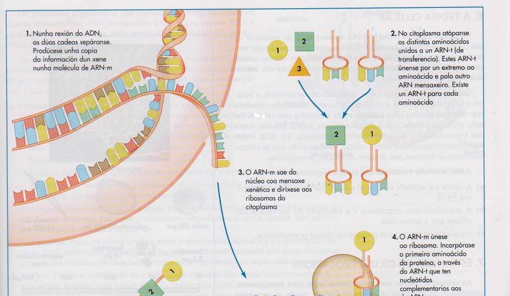 ADN Aminoácidos