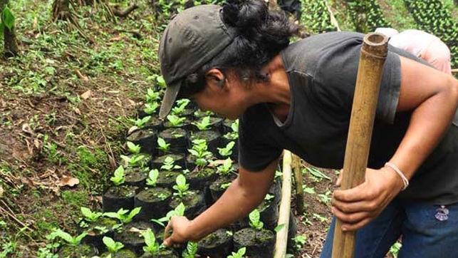 reparto del total por comunidades autónomas se ha conocido estos días Mujer en las labores agrícolas, en una imagen de archivo El Programa de Fomento de Empleo Agrario