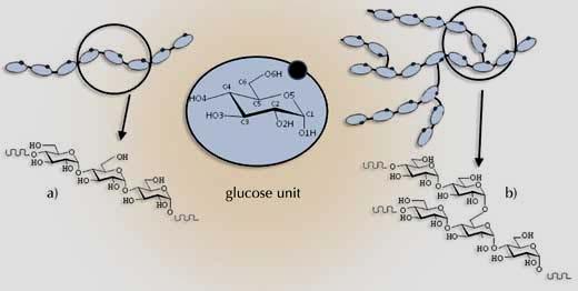 La amilosa es poco soluble en agua, pero forma suspensiones micelares.