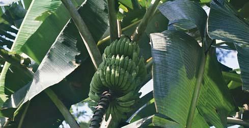 plátano Subvención hasta el 48 % Seguro Colectivo de Plátano, con cobertura de los riesgos de Viento Huracanado, Pedrisco e Inundación y Garantía de Daños Excepcionales para toda la producción de